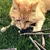 Rote Katze auf Gras, die an einem Bündel von Kaustöcken knabbert.
