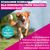 Eukanuba Premium Nutrition Adult Small & Medium Breed, łosoś