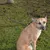 Dog on a black, braided lead on green grass. Shows use of the lead outdoors.
