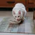 Weiße Katze frisst Trockenfutter aus einer weißen Schale auf einer bunten Unterlage.