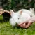 A white rabbit is being fed a snack outdoors by a hand. A white rabbit is being fed a snack outdoors by a hand.