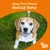 Text reads: Keep Your Bestie Feeling Zesty. Zesty Paws branding shown on orange background with a pet outdoors.