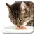 Katze frisst Nassfutter aus einem weissen Napf. Produkt zeigt Fütterungssituation.