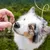Una mano tiene un bocconcino rotondo davanti al naso di un cane, che lo annusa con attenzione. Una mano tiene un bocconcino rotondo davanti al naso di un cane, che lo annusa con attenzione.