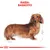 Illustrazione di un cane con pelo lungo, testo in alto: 'Razza: Bassotto'.