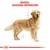 Illustrazione di un cane con testo in alto: 'Razza: Golden Retriever'. Illustrazione di un cane con testo in alto: 'Razza: Golden Retriever'.