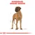 Royal Canin Great Dane Adult