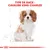 Texte : Type de race : Cavalier King Charles, avec illustration d’un chien Cavalier King Charles assis. Texte en rouge en haut de l’image.