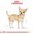 Ilustrație cu un câine de rasă Chihuahua, text vizibil: „RASA: CHIHUAHUA” în partea de sus, linii de măsurare pe lateral. Logo Royal Canin în partea de jos.