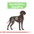 Ilustración de un perro con el texto 'Sensibilidad digestiva' destacado en la parte superior y un círculo señalando el abdomen del animal.