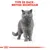 Texte visible : TYPE DE RACE : BRITISH SHORTHAIR, illustration d’un chat British Shorthair gris sur fond blanc avec éléments graphiques de mesure.