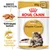 Royal Canin Adult Maine Coon 85 g x12, különleges textúra, csontok és ízületek egészsége. Csomagoláson fekvő Maine Coon macska képe. Royal Canin Adult Maine Coon 85 g x12, különleges textúra, csontok és ízületek egészsége. Csomagoláson fekvő Maine Coon macska képe.