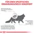 Grafik: Spezifische Ernährungszwecke für Katzen. Hinweise: Nierenfunktion kann ohne Symptome nachlassen, oxidativer Stress erhöht Krankheitsrisiko, Beweglichkeit nimmt mit Alter ab.