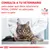 CONSULTA A TU VETERINARIO para saber qué dieta veterinaria ROYAL CANIN es adecuada para tu gato. VETERINARY NUTRITION. Imagen de un gato en consulta veterinaria. CONSULTA A TU VETERINARIO para saber qué dieta veterinaria ROYAL CANIN es adecuada para tu gato. VETERINARY NUTRITION. Imagen de un gato en consulta veterinaria.