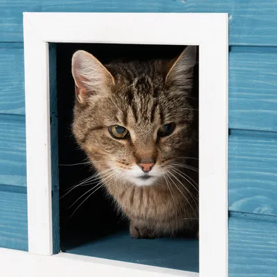 Braun getigerte Katze schaut aus einer blauen Holzhütte mit weissem Rahmen heraus.