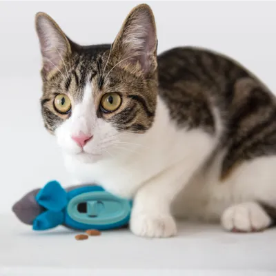Kat naast een blauw speeltje met voederdispenser en twee kleine stukjes droogvoer op witte achtergrond.
