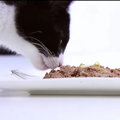 Musta-valkoinen kissa syö märkäruokaa valkoiselta lautaselta. Ruoka näyttää lihapohjaiselta ja koostumukseltaan pehmeältä.
