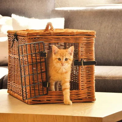 Котка в плетен транспортен кош с метална решетка и дръжка, отворена врата отпред. Видими катарами за затваряне.