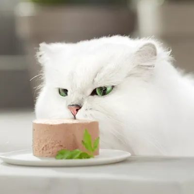 Gatto bianco con occhi verdi guarda una porzione di cibo umido su un piatto, decorata con prezzemolo.