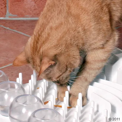Chat roux utilisant un plateau d’activité blanc avec tiges en plastique et bols transparents, conçu pour stimuler l’alimentation ou le jeu du chat. Sol carrelé visible en arrière-plan.