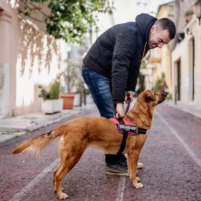 JULIUS-K9 IDC® POWAIR нагръдник, оранжев JULIUS-K9 IDC® POWAIR нагръдник, оранжев