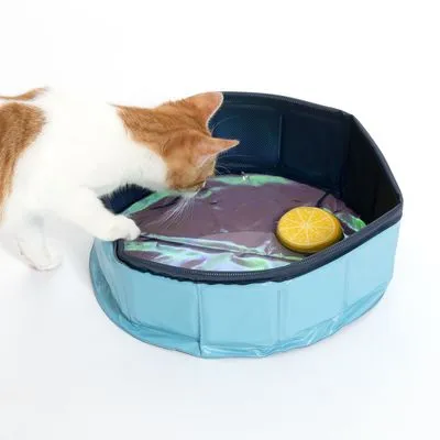 Kat met oranje-witte vacht kijkt in een opvouwbaar blauw kunststof zwembadje met water en geel rond speeltje erin.