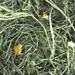 Chipsi Sunshine Bio Plus Bergwiesenheu