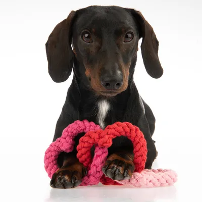 Куче с къса черна козина, поставило лапи върху розова и червена плетени въжени играчки във формата на пръстени. Бял фон.