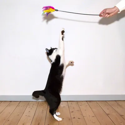 Svartvit katt hoppar efter en lekfiskestång med färgglada fjädrar som hålls av en hand.