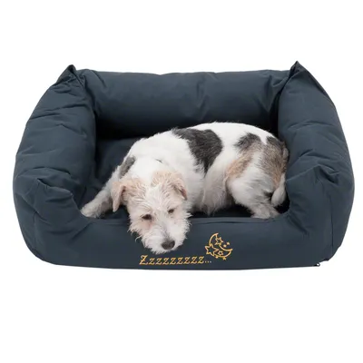 Hund liegt in einem dunkelgrauen Hundebett mit gelbem Zzzzzz-Motiv und Sternen auf der Vorderseite.