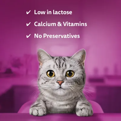 Whiskas Cat Milk - 6 x 200ml Whiskas Cat Milk - 6 x 200ml