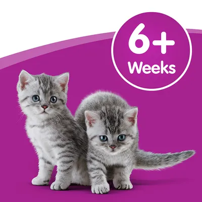 Image shows two kittens with a label stating '6+ weeks', indicating suitability for animals aged six weeks and older.
