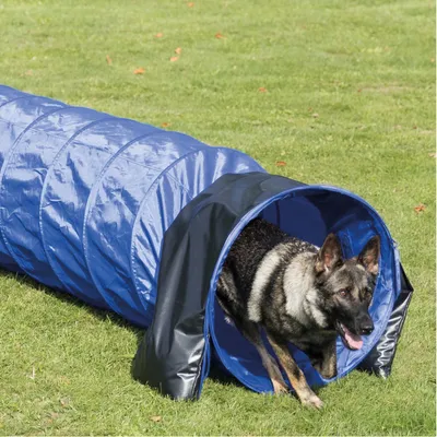 Tunnel d’agility bleu en tissu, chien de grande taille sortant du tunnel sur une pelouse. Produit destiné à l’entraînement ou au jeu pour chiens.