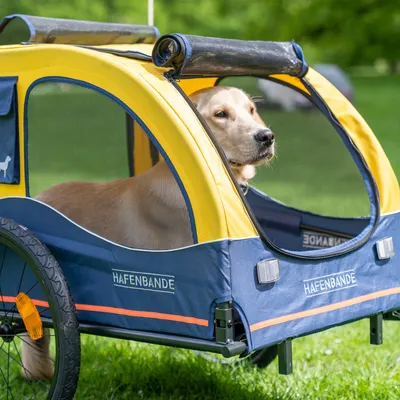 Yellow and blue dog trailer with mesh windows, brand Hafenbande. Dog sitting in the trailer on green grass.