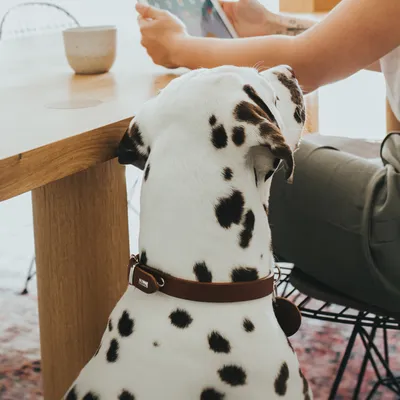 Dalmatyńczyk z brązową obrożą siedzi obok drewnianego stołu, w tle osoba trzyma tablet.