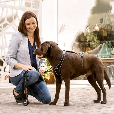 Brauner Hund mit schwarzem Geschirr und Leine, neben einer knienden Person im Freien.
