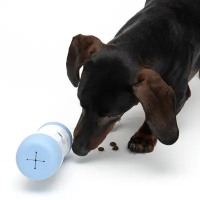 Hund spielt mit einem blauen Futterspender, aus dem kleine Futterstücke herausfallen.