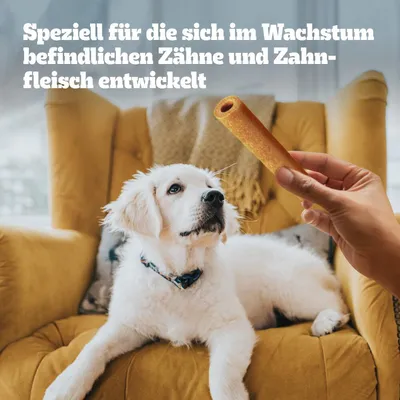 Speziell für die sich im Wachstum befindlichen Zähne und Zahnfleisch entwickelt. Hund blickt auf ein Zahnpflege-Kaustick, das von einer Hand gehalten wird.