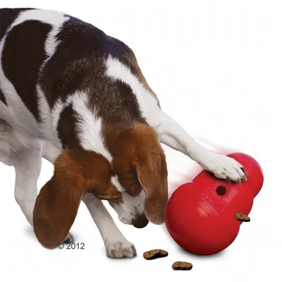 Hund med röd KONG-leksak i plast, godisbitar faller ut ur leksaken. Märket KONG synligt på leksaken.