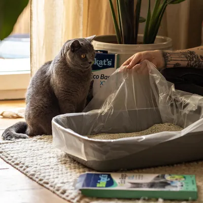 Chat gris assis à côté d’un bac à litière recouvert d’un sac plastique transparent, main humaine tenant le sac. Boîte avec texte visible : 'kat’s Eco Bags'.