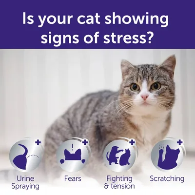 Image asks if your cat is showing signs of stress, listing urine spraying, fears, fighting and tension, and scratching as possible indicators.