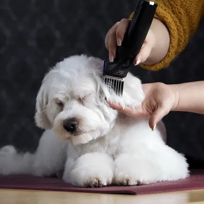 Hvid hund får pelsen trimmet med elektrisk klippemaskine, mens den ligger på en måtte. Klippemaskinens kam og håndtag er tydeligt synlige.