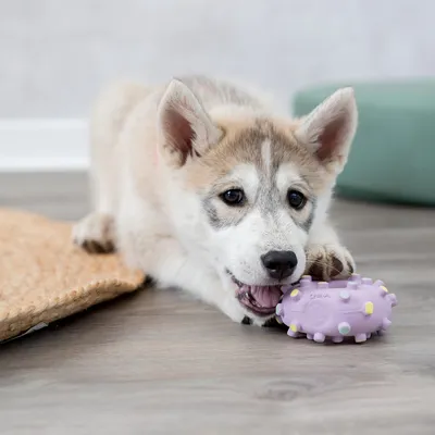 Hund leker med en lila gummiboll med noppor. Produkten visar husdjursleksak i användning.
