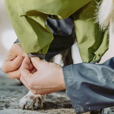 Person drar manschetten på en grön hundjacka över hundens tass, detaljbild av justeringen.