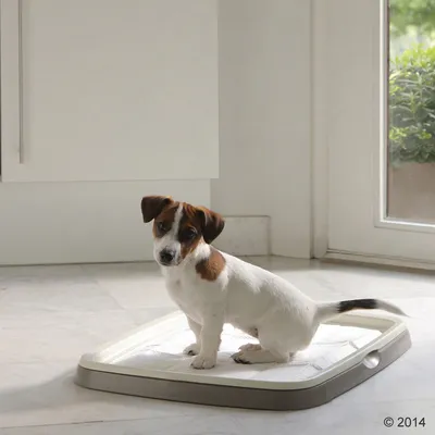 Petit chien blanc et marron assis sur un plateau hygiénique pour animaux avec alèse absorbante, posé au sol dans une pièce lumineuse.