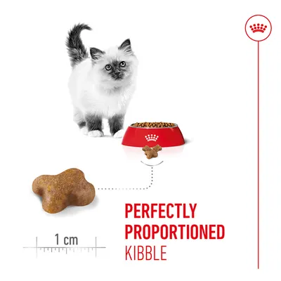 Cat food kibbles, size approx. 1 cm, with text: Perfectly proportioned kibble. Cat and food bowl in the background. Cat food kibbles, size approx. 1 cm, with text: Perfectly proportioned kibble. Cat and food bowl in the background.