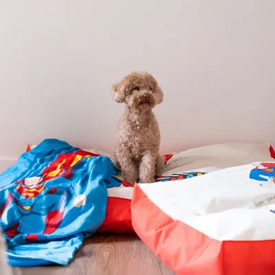 Small dog sitting on colourful cushions with Superman motifs. Product shows decorative pet bed options.
