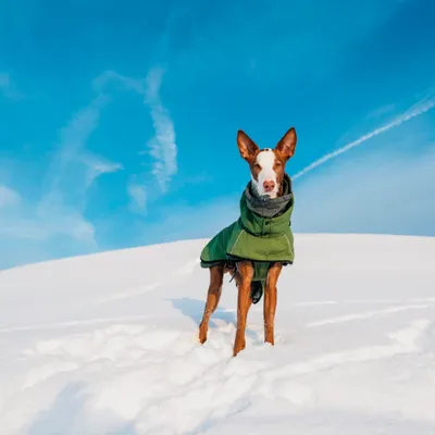 Hund trägt grünen Mantel im Schnee, Produktanwendung für Hundebekleidung wird gezeigt. Hund trägt grünen Mantel im Schnee, Produktanwendung für Hundebekleidung wird gezeigt.