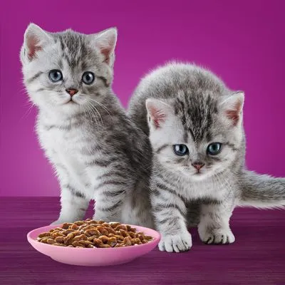 Twee grijze kittens naast een roze voerbak met kattenbrokjes, op een paarse ondergrond en achtergrond. Merknaam of productinformatie niet zichtbaar.