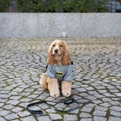 Warner Bros™ DC costume da cane Batman